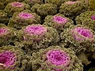 kale