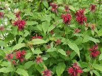 Monarda didyma, Bee Balm