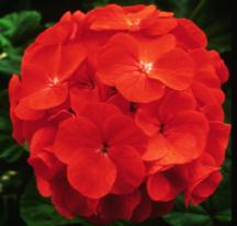 orange appeal