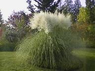 Pampas grass