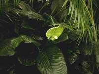 Peace lily
