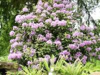 Rhododendron