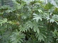 Philodendron selloum