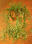 spider plant