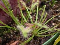 Sundew plant