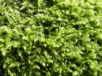 Small Flat Moss, Pseudotaxiphyllum elegans