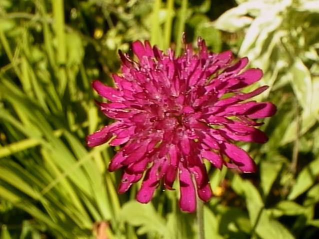 Sea Pink in Bloom