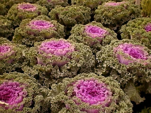 Flowering%20Cabbage%20and%20Kale