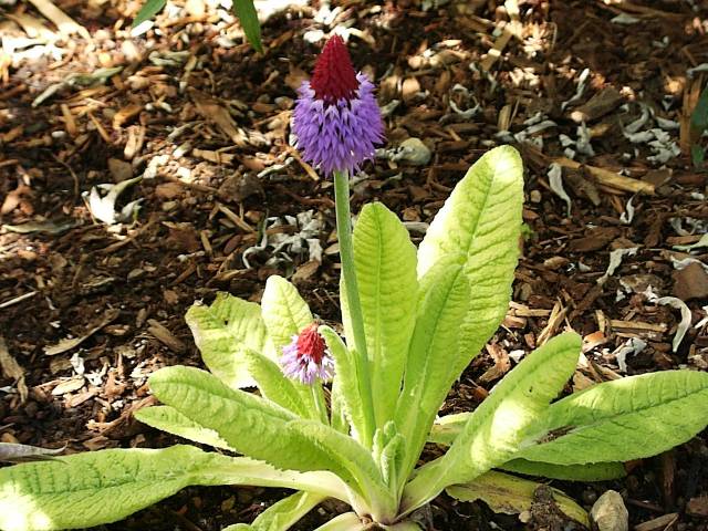Primula vialii