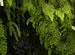 A Colony of Maidenhair Ferns, Adiantum raddianum