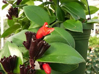 A Lipstick Plant in Bloom, Aeschynanthus radicans