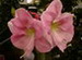 A Pink Amaryllis Flower