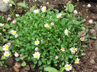 The Flowers of a Miniature Daisy Plant