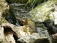 A Bird Bath with Slow Flowing Water
