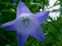 A Bluebells of Scotland Flower