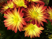 The Flowers of a Sunburst Chrysanthemum