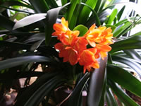 A Fire Lily Plant in Bloom, Clivia miniata