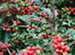 A Coffee Tree Plant, Coffea arabica