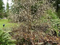A Harry Lauder's Walking Stick in Bloom, Corylus avellana