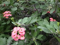 The Flowers and Foliage of a Crown of Thorns Plant