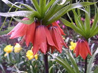Fritillaria imperiallis