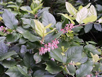 Salal plant in bloom