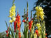 Red and Yellow Gladiolas in Bloom
