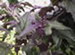 The Foliage of a Purple Passion Vine, Gynura aurantiaca