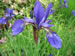 A Blue Siberian Iris Flower, Iris Siberica