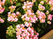 A Pink Flowering Kalanchoe in Bloom, Kalanchoe blossfeldiana