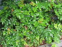 An Oregon Grape Plant Growing in the Garden, Mahonia aquifolium