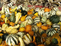 Photograph of Decorative Gourds