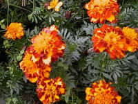 Brightly Colored Marigolds in Bloom