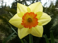 A Bi-colored Daffodil Flower, Narcissus 'Fortune'