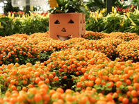 Halloween Decorating with Pin Cushion Plants