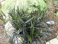 Black Mondo Grass Plants, Ophiopogon planiscapus