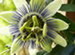 A Passion Flower, Passiflora incarnata