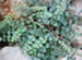 A Button Fern, Pellaea rotundifolia