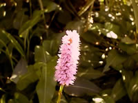 Flower Spike of the Knotweed Flower, Persicaria bistorta
