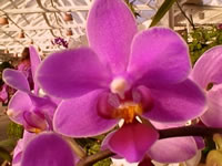The Flowers of a Phalaenopsis Orchid