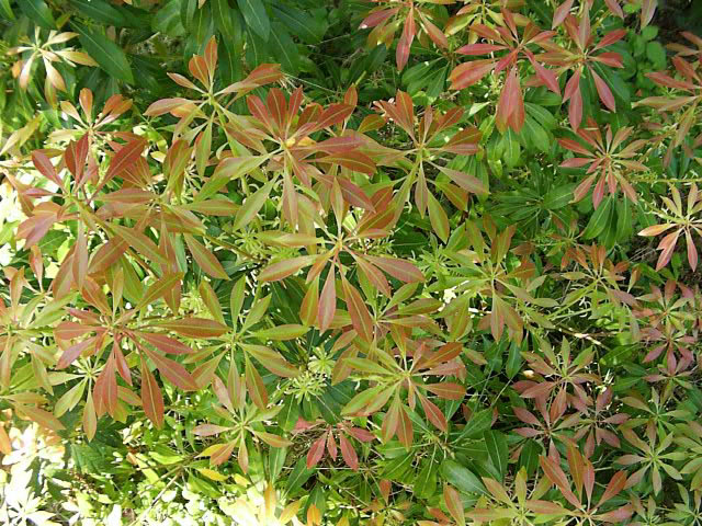 pieris japonica plant andromeda care foliage grow shrub valley lily