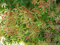 Fresh Spring Foliage of an Andromeda Plant, Pieris japonica