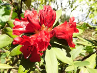 Bright Red, Bell Shaped Flowers of a Rhododendron 'Blitz'