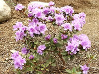 Rhododendron 'Ramapo' is a dwarf, compact Rhododendron with small lavender flowers