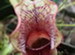 The Throat of a North American Pitcher Plant, Sarracenia purpurea