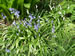 Bluebells Blooming in the Garden, Scilla siberica