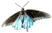Spicebush Butterfly