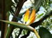 A Bird of Paradise Plant in Bloom, Strelitzia reginae