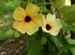 The Flowers of a Black Eyed Susan Vine, Thunbergia alata