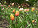 Tulips Blooming in the Bulb Garden